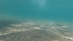 Играть Миниатюрный сашай в морской простуде